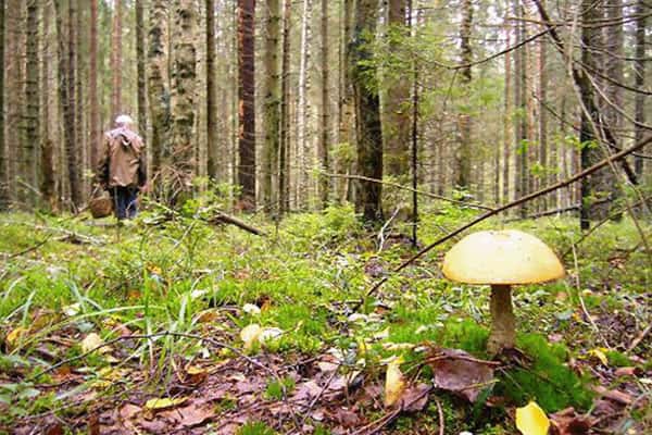 Грибники из Вырубок, заблудившись, добрели до Сабика