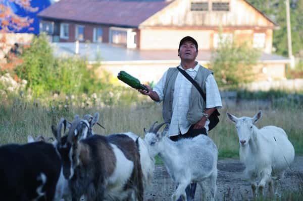 Сельская премудрость – коз пасти. В Шале знают, что это такое… Каков же прайс?
