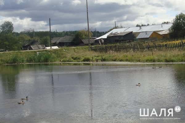 Рыбаки вступились за уток в поселке Сарга. Красоту сохраняют здесь всем миром...