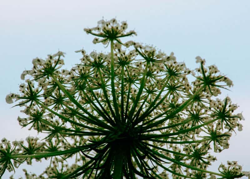 В Шалинском округе с 2 по 12 сентября проведут обработку улиц от борщевика