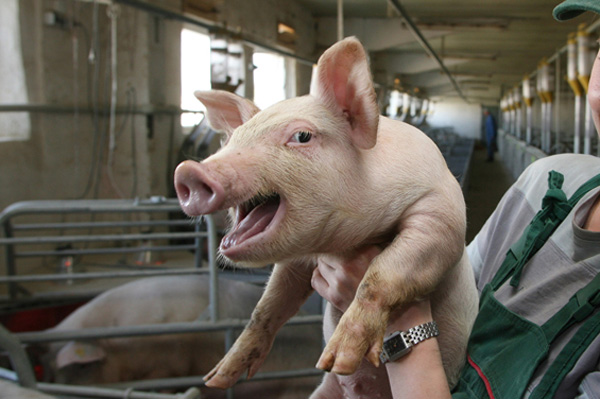 До 1 декабря аграриям Шали выдадут дотации на молоко из областного бюджета. Не забудут о свиноводах и птицеводах...
