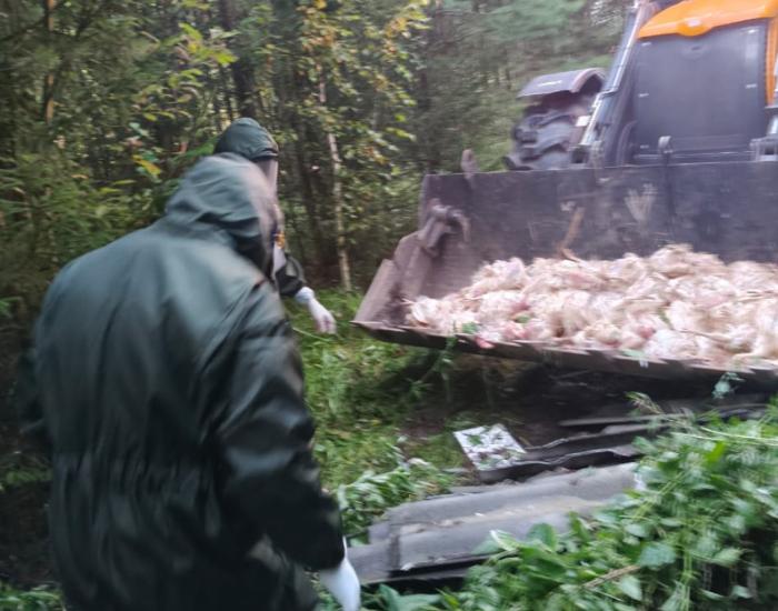 В деревне под Шалей зарегистрированы случаи завоза инфицированных животных | В Шалинском округе выявили нелегальный ввоз скота без документов