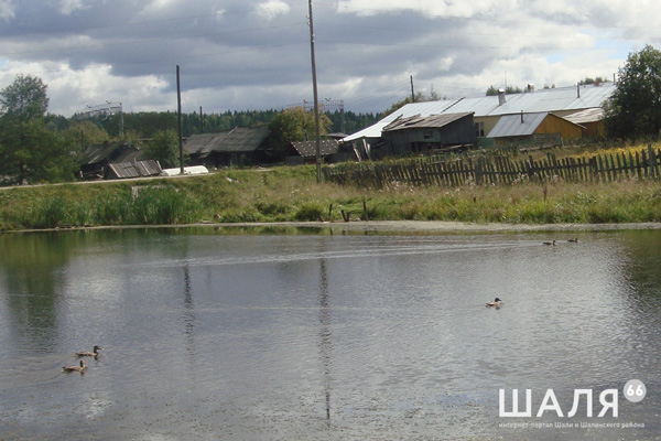 Рыбаки вступились за уток в поселке Сарга. Красоту сохраняют здесь всем миром... Рыбаки вступились за уток в поселке Сарга. Красоту сохраняют здесь всем миром...